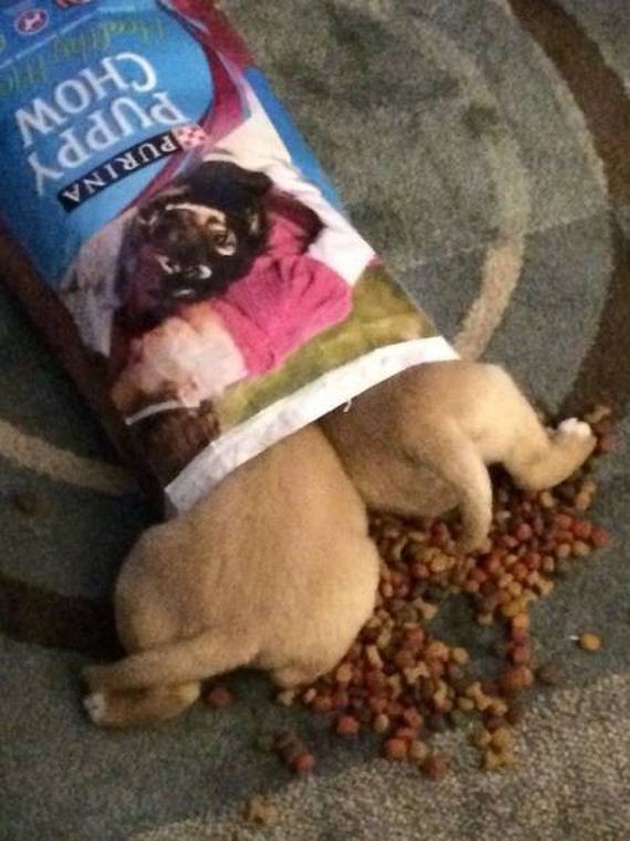 funny-pictures-999