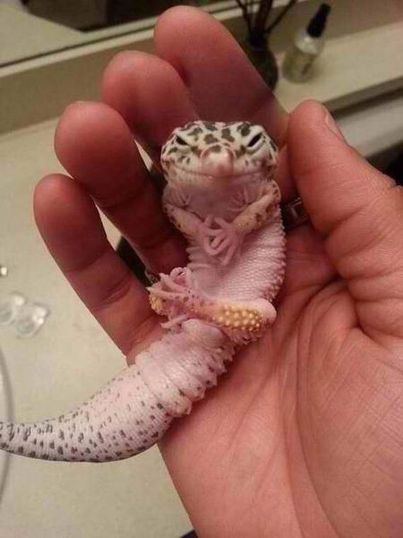 funny-pictures-999