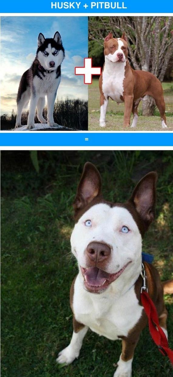funny_cross_breeds