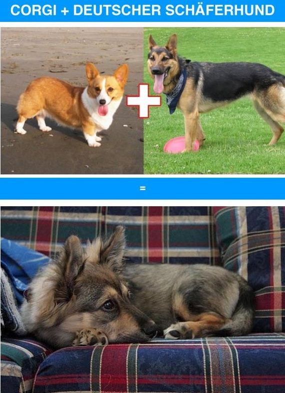 funny_cross_breeds