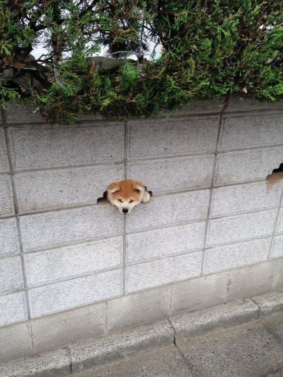 funny_puppy