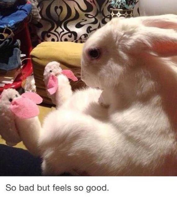 hilarious_memes