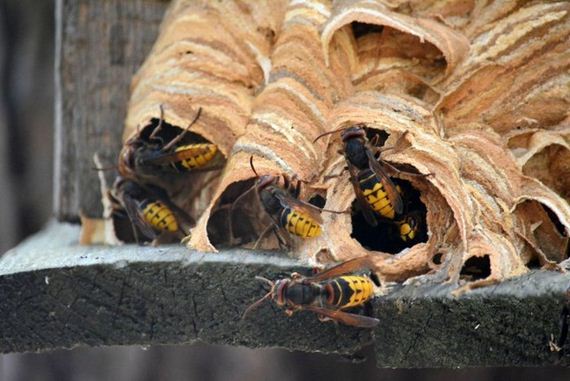 hornets_nest