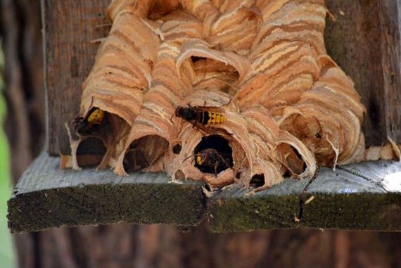 hornets_nest
