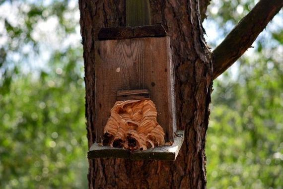 hornets_nest