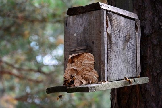 hornets_nest