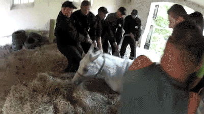 horse-gets-trapped-and-almost
