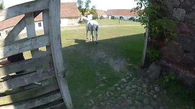 horse-gets-trapped-and-almost