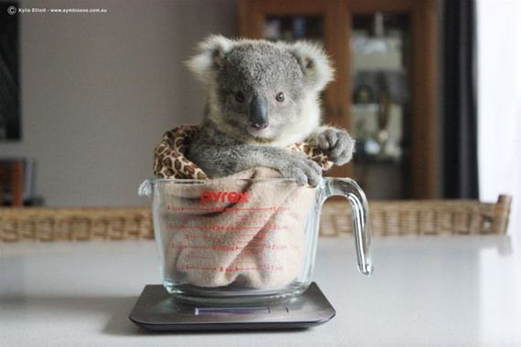 koala