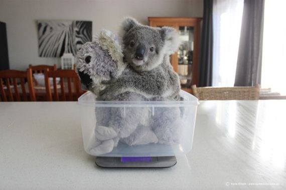 koala