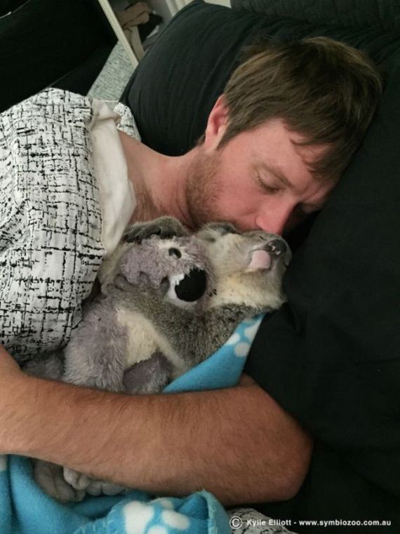 koala