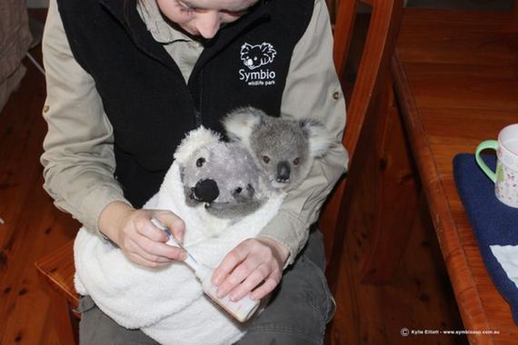 koala