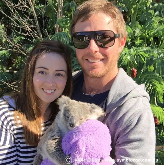 koala
