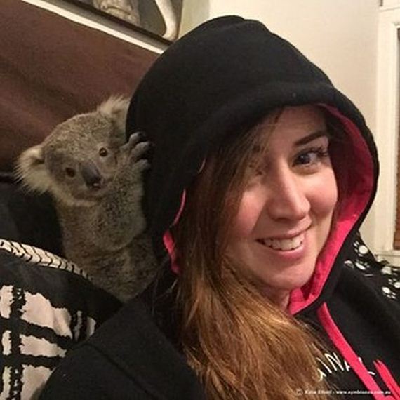koala