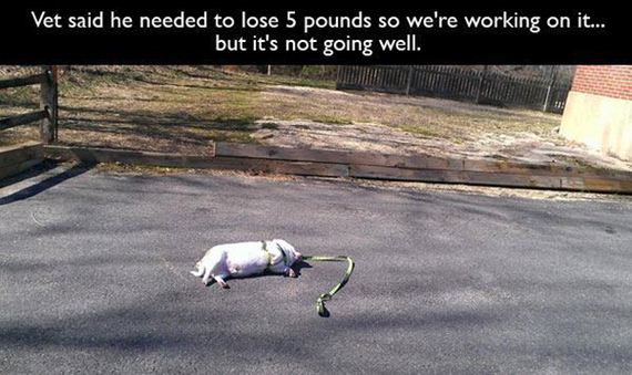 lazy
