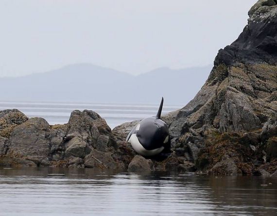orca_saved