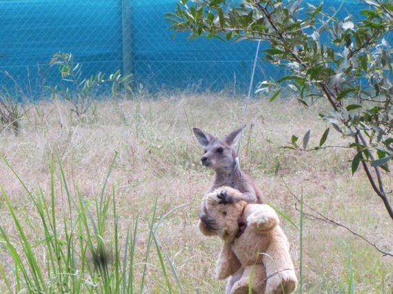 orphaned_kangaroo