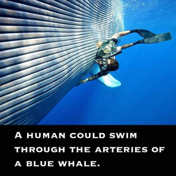 outlandish_facts