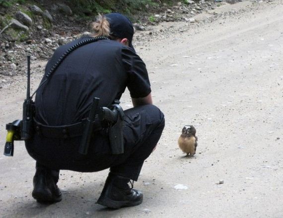 owl_police