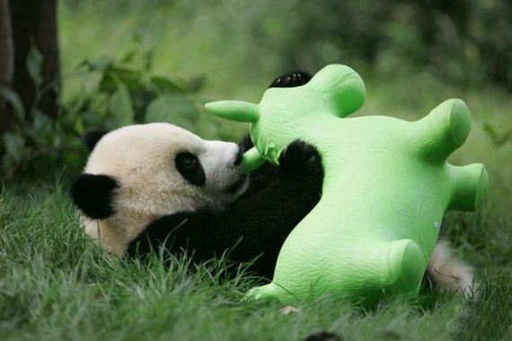 panda-daycare-is-an-actual