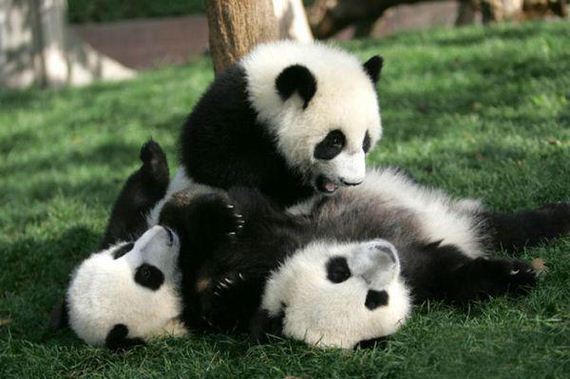panda-daycare-is-an-actual