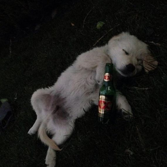 party-animals