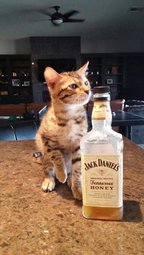 party-animals