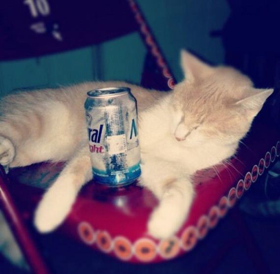 party-animals