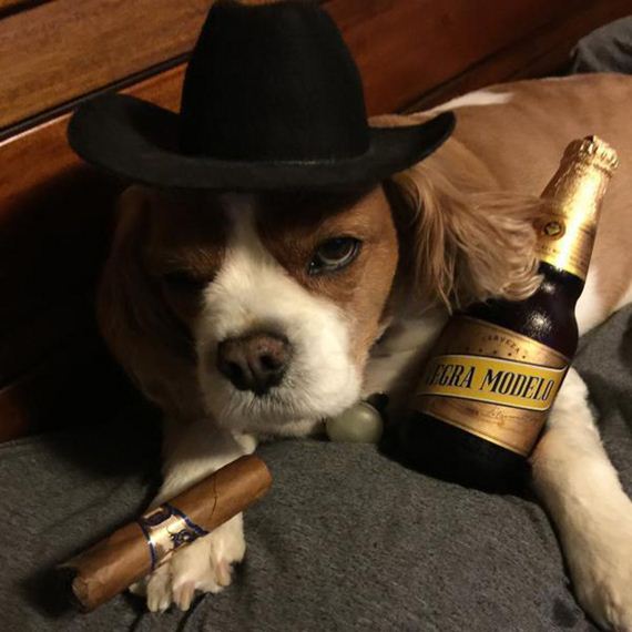party-animals