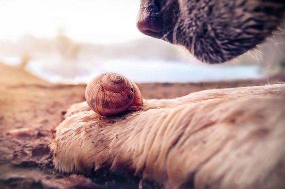 photography-snail