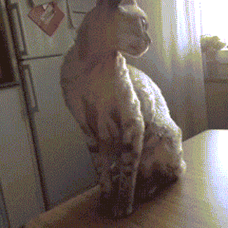 picdump