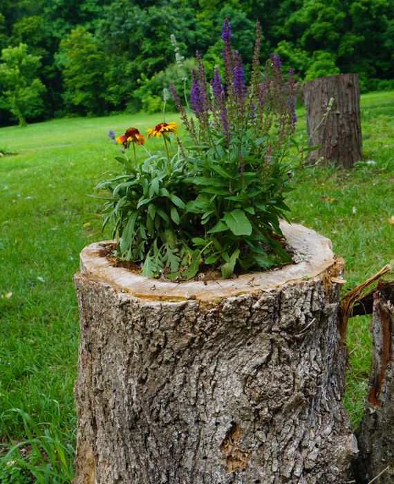 planter-stump