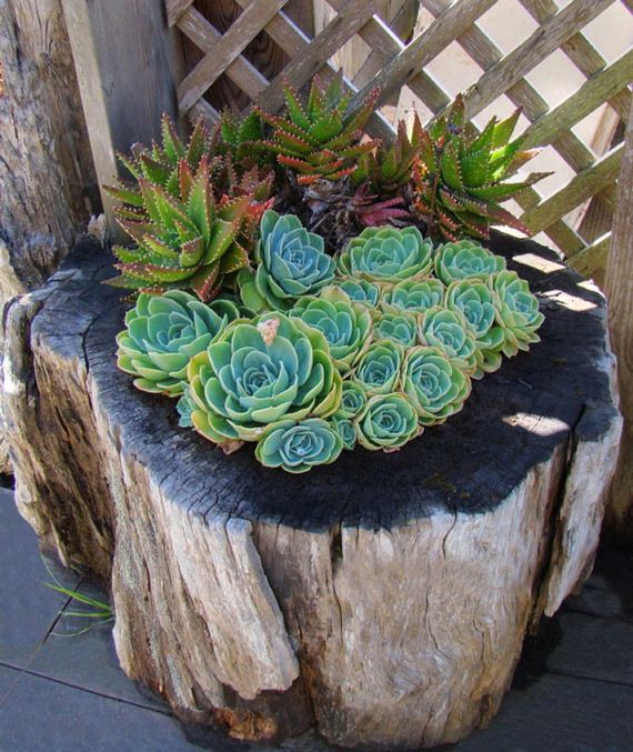 Old Tree Stumps Turned Into Beautiful Flower Planters - Barnorama