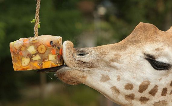 precious_animals