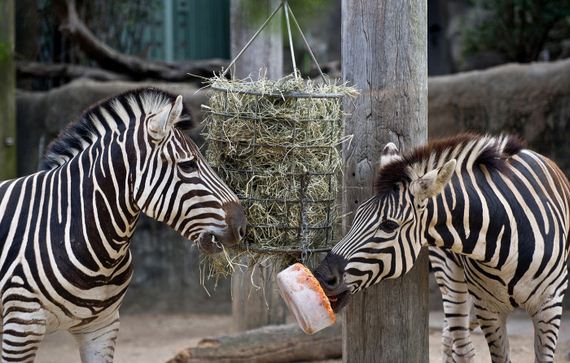 precious_animals