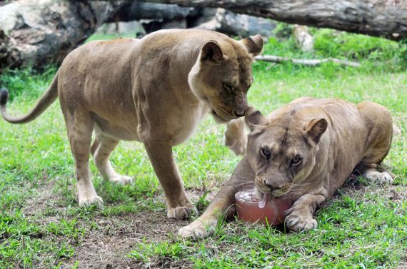 precious_animals