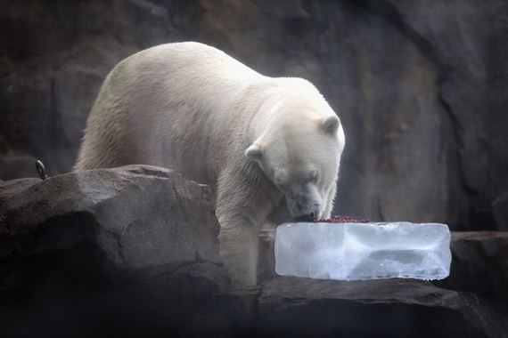 precious_animals
