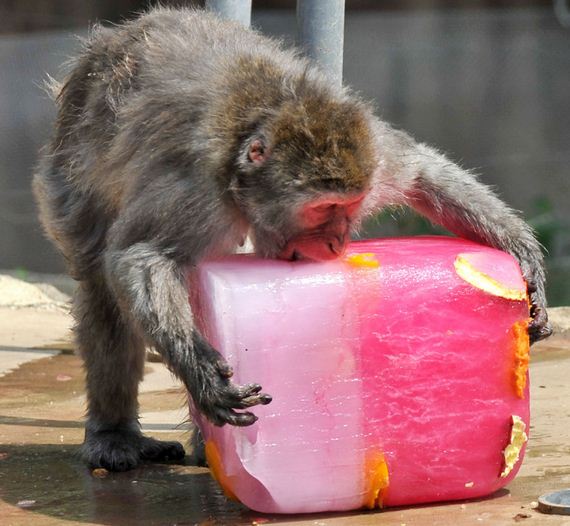 precious_animals