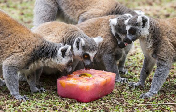 precious_animals