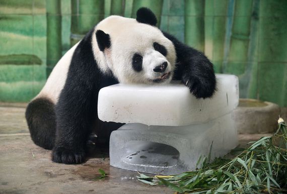 precious_animals