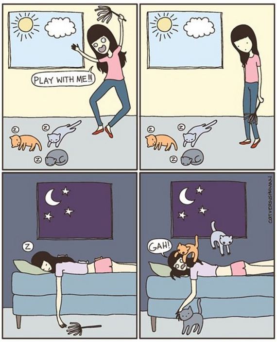 reality_of_owning_cat
