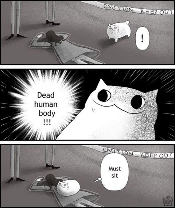 reality_of_owning_cat