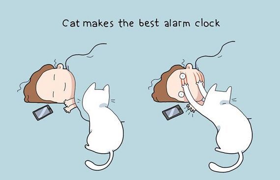 reality_of_owning_cat