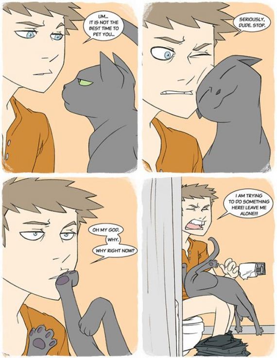 reality_of_owning_cat