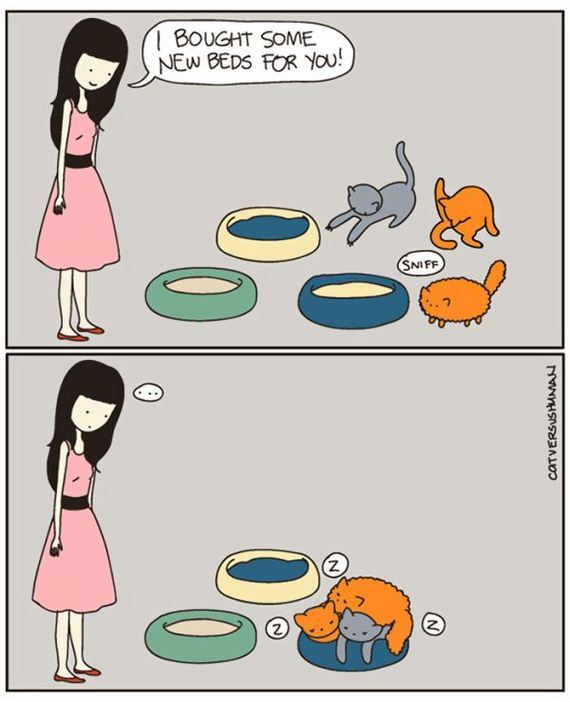 reality_of_owning_cat