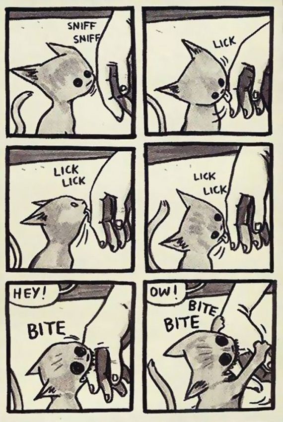 reality_of_owning_cat