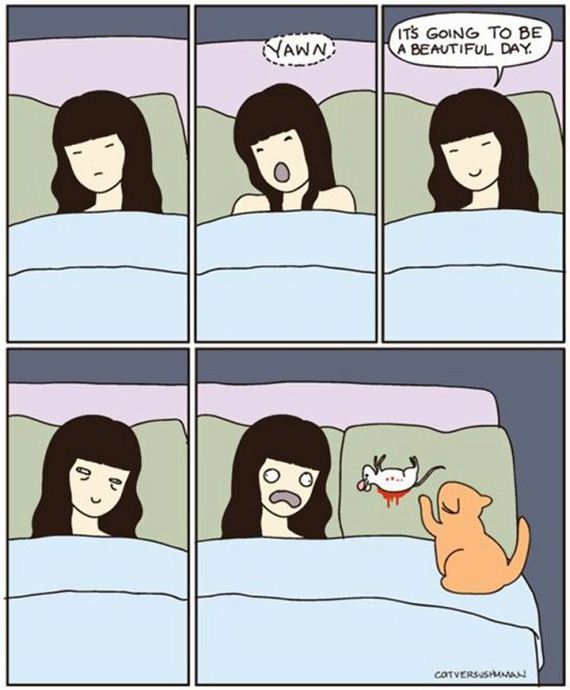 reality_of_owning_cat