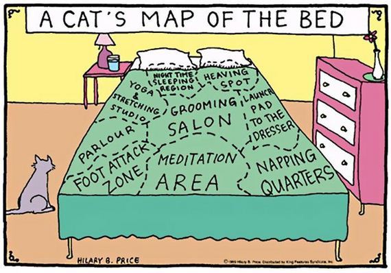 reality_of_owning_cat