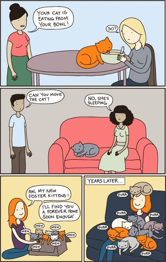 reality_of_owning_cat
