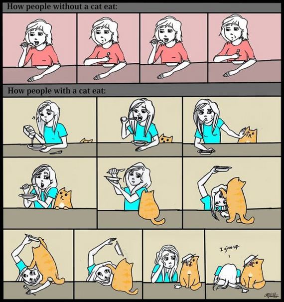 reality_of_owning_cat